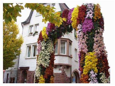 Chrysanthemum Festival in Lahr – Germany