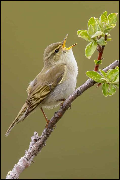 Arctic Warbler | Focusing on Wildlife