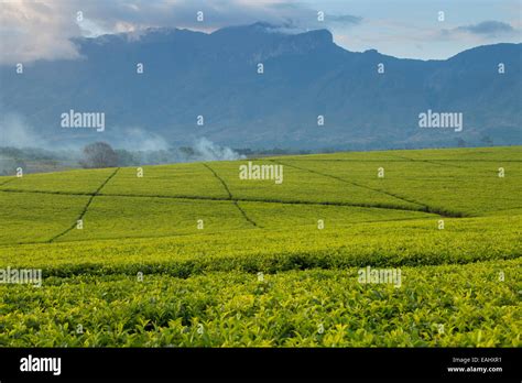 Tea estates at Mount Mulanje, Southern Malawi Stock Photo - Alamy