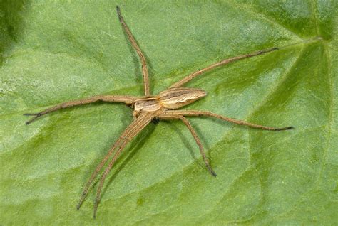 Hunting spider - Stock Image - C025/9445 - Science Photo Library