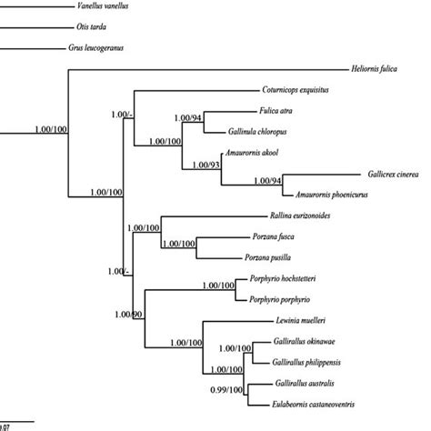 Phylogenetic relationships among 16 Rallidae species and a outgroup... | Download Scientific Diagram