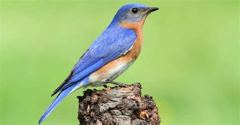 Discover 10 Blue Birds in Ohio