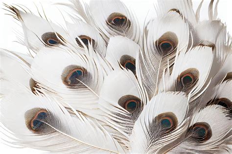 Premium Photo | White albino peacock feathers closeup on white isolated background design ...