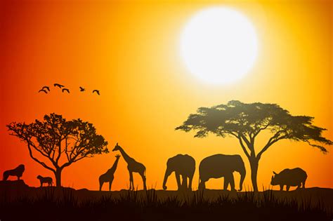 African Landscape Scene Of Safari Animal Savannah Silhouette Sunset ...