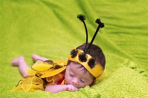 Honey Bee Baby stock image. Image of honey, baby, backgrounds - 38209869