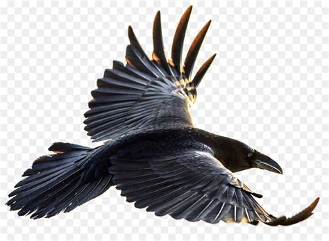 How To Draw A Raven Flying at How To Draw