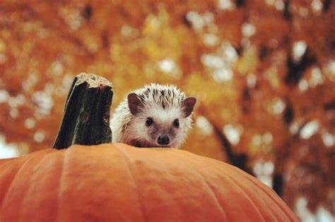 Autumn Hedgehog Pictures, Photos, and Images for Facebook, Tumblr, Pinterest, and Twitter