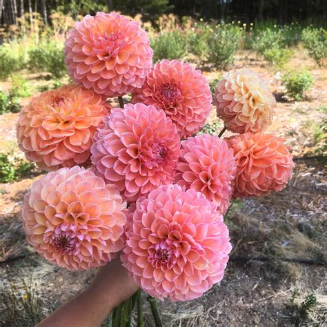 This year we're growing over 600 dahlia tubers here's one of my favourites. | August flowers ...