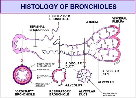 #microanatomy #illustrates #bronchioles #alveolar #sacs #the #and #ofIllustrates the ...