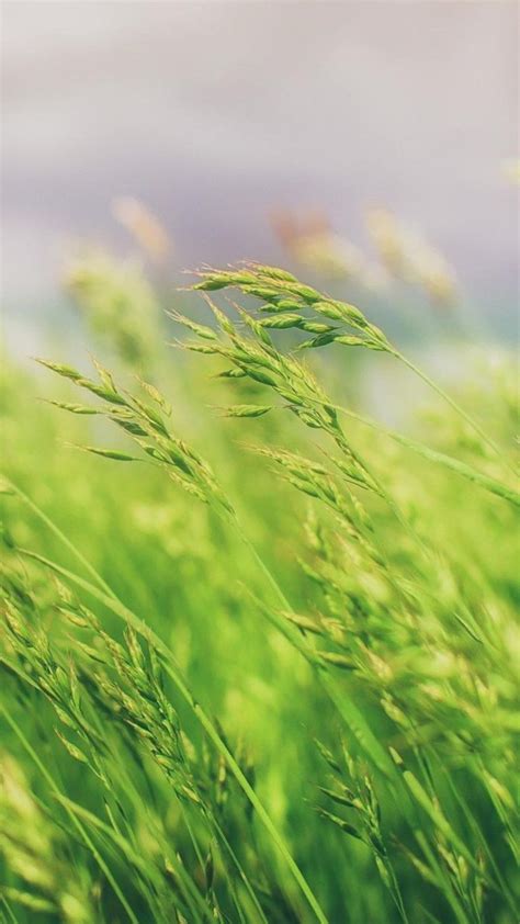 Grass Field Wallpaper - [2160x3840]