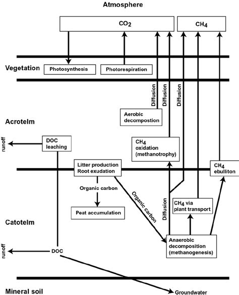 Carbon cycle in a natural peatland. | Download Scientific Diagram