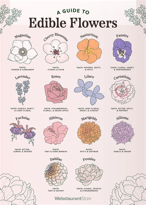 Edible Flowers Guide - Flavors, Uses & Blooming Seasons