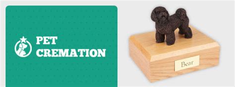 Guide to Pet Cremation | How it Works & What To Expect | Agape