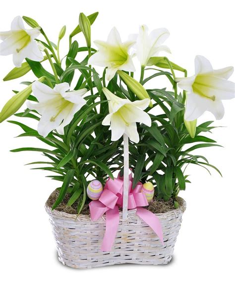 Easter Lily Plant - Floral Arrangements - Beneva.com