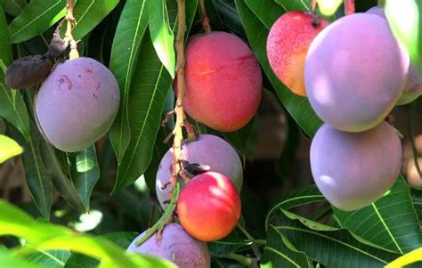 Purple mango crops found in india its good for diabetes patients and 5 health benefits of purple ...