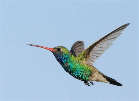 birdnote q&a: your questions answered on hummingbird migration, and ...