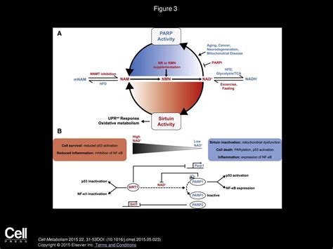 NAD+ Metabolism and the Control of Energy Homeostasis: A Balancing Act between Mitochondria and ...