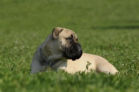 How Smart the Bullmastiff is Compared to Other Dogs and Humans