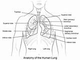 Human Lungs coloring page  ColouringPages sketch template