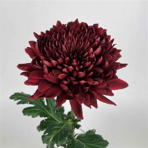 FOOTBALL MUM BURGUNDY - Wholesale Bulk Flowers - Cascade Floral