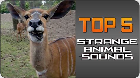 Strange animal sound video - Strange Sounds