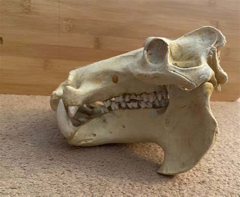 Hippopotamus Skull Replica 1/5 Scale - Etsy UK