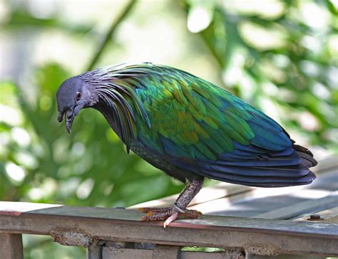 Nicobar pigeon - Alchetron, The Free Social Encyclopedia