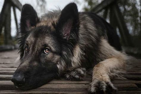 Shiloh Shepherd - Appearance | Size | History | Temperament | Training