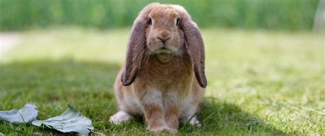 Giant Lop Eared Rabbit Breeds