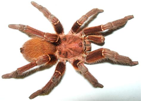 Why king baboon spider venom is so painful