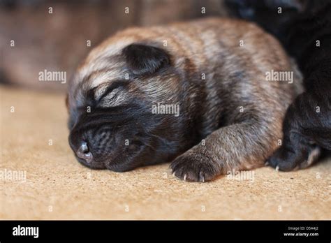 Sleeping newborn puppy Stock Photo - Alamy