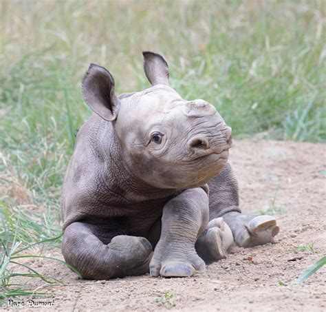 Cincinnati Zoo’s Baby Black Rhino Has a Name! Meet “Ajani Joe ...