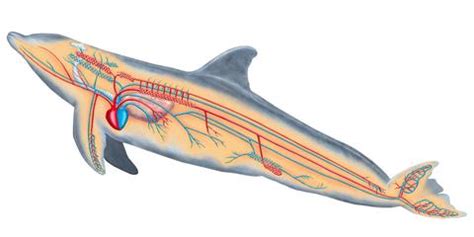 Bottlenose Dolphins - The Cardiovascular System in the Animal Kingdom