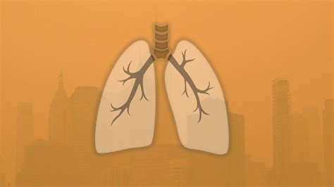 What wildfire smoke does to your lungs: A visual illustration