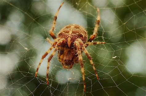 Closeup Photo of Brown Barn Spider · Free Stock Photo