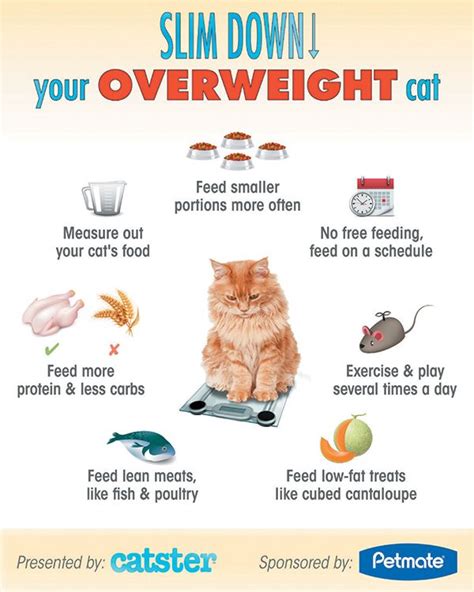 7 simple and effective cat weight loss tips – Artofit