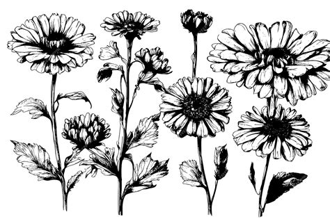 Premium Vector | Sketch marigold flower draw vintage style black and ...