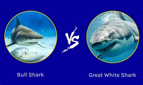 Discover Who Emerges Victorious in a Bull Shark vs. Great White Shark ...