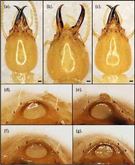 The three extreme head capsule shapes of Coptotermes gestroi were ...