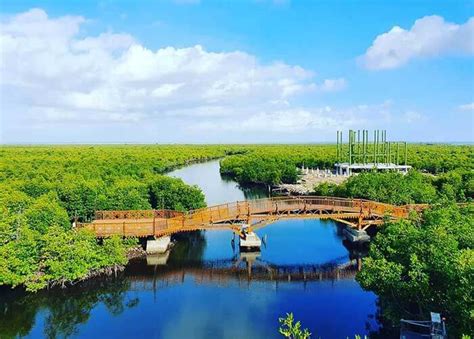 HUTAN MANGROVE LANGSA: Tiket Masuk 2023 dan Aktivitas Terbaru - Traveling Medan