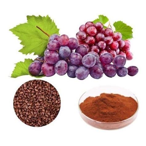 Grape Seed Extract Supplier & Manufacturers | Grape Seed Extract ...