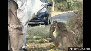 funny animals monkey eating banana on Make a GIF