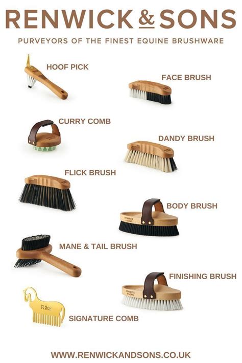 Horse Grooming Tools: Brushes and Combs with English Names