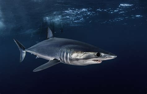 The Fastest Sharks in the Ocean Ranked - American Oceans