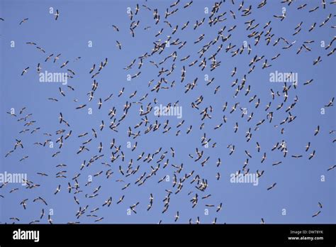 White Stork migration, Spain, Migration Stock Photo - Alamy