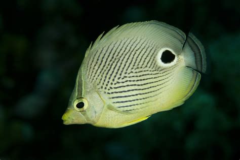 Butterflyfish : Four Eyed Butterflyfish Med