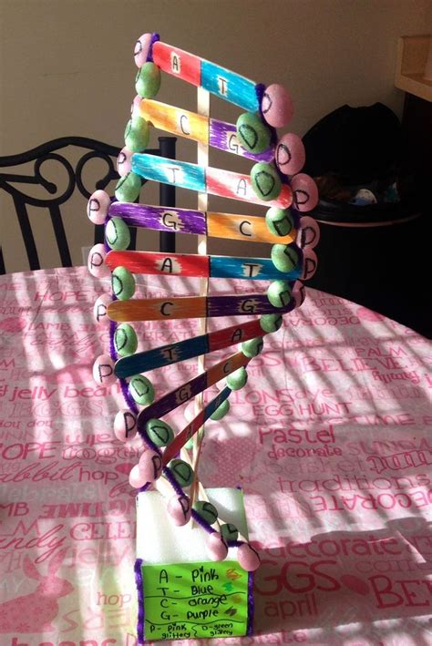 Pin by Leslie Denton on Science Ideas | Dna model project, Dna project, Dna model