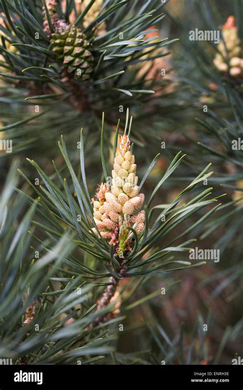 Pinus sylvestris cones in Spring Stock Photo - Alamy