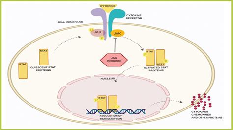 JAK Inhibitors Are Coming and They Are the Biggest Eczema Development in Years | National Eczema ...