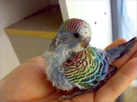 Rainbow! My parakeets are boring lol. Parakeet Bird, Budgies Bird, Parrot Bird, Parakeets ...